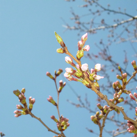 s48020160325西太子堂公園の桜 (4)