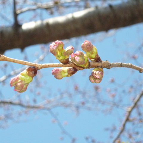 s48020160325西太子堂公園の桜 (5)