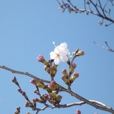 s48020160325西太子堂公園の桜 (17)