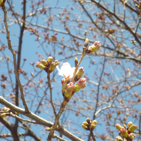 s48020160325西太子堂公園の桜 (13)