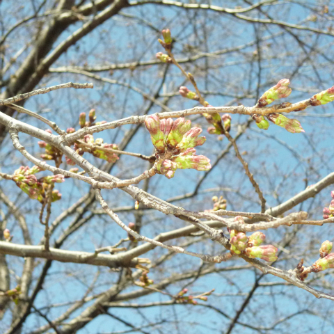 s48020160325西太子堂公園の桜 (15)