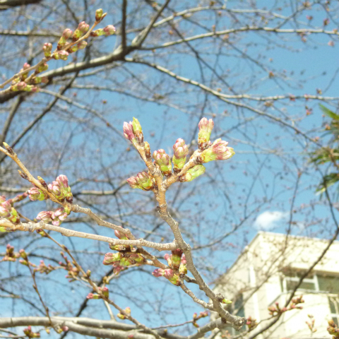 s48020160325西太子堂公園の桜 (16)