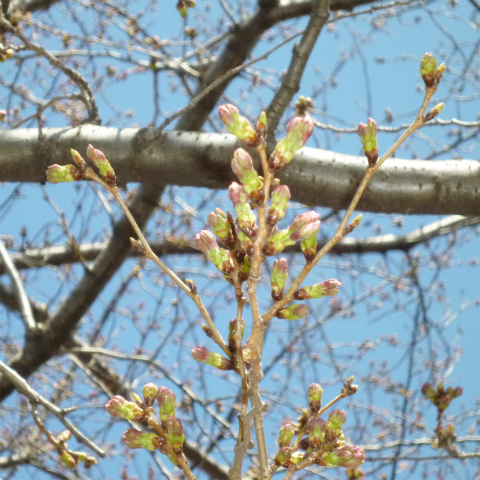 s48020160325西太子堂公園の桜 (18)