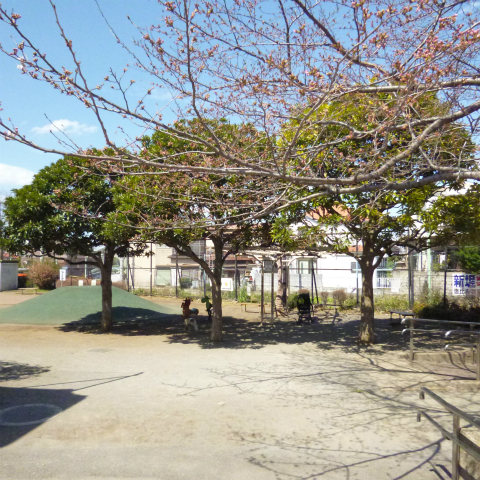 s48020160325西太子堂公園の桜 (20)
