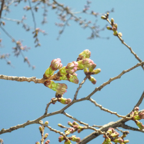 s48020160326西太子堂公園の桜 (2)