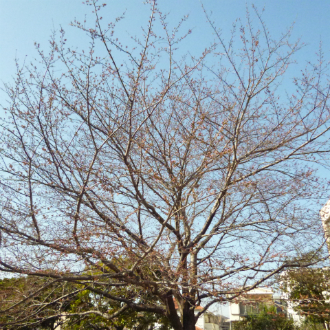 s48020160326西太子堂公園の桜 (8)