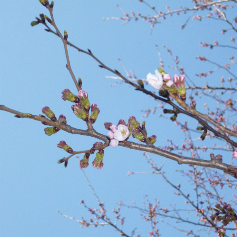 s48020160326西太子堂公園の桜 (4)
