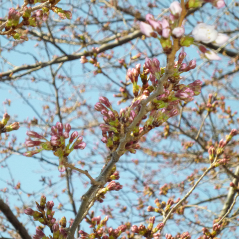 s48020160326西太子堂公園の桜 (5)
