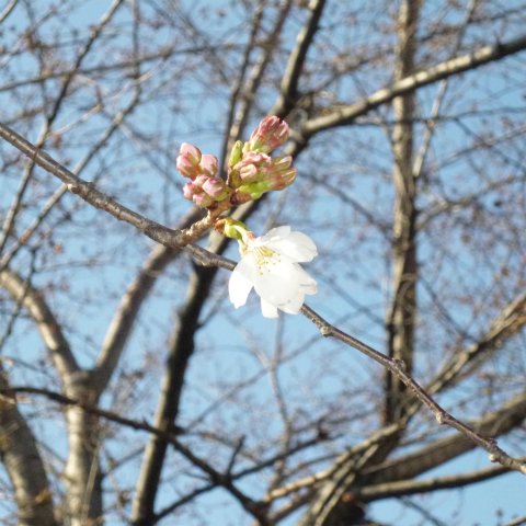 s48020160326西太子堂公園の桜 (13)