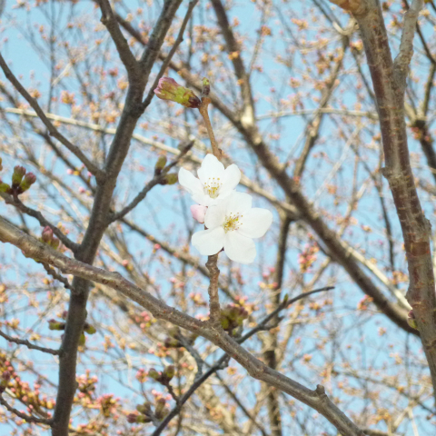 s48020160326西太子堂公園の桜 (10)
