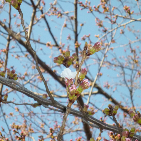 s48020160326西太子堂公園の桜 (11)