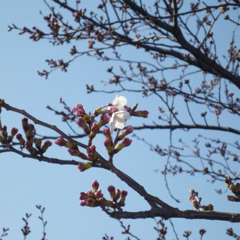 s48020160326西太子堂公園の桜 (17)