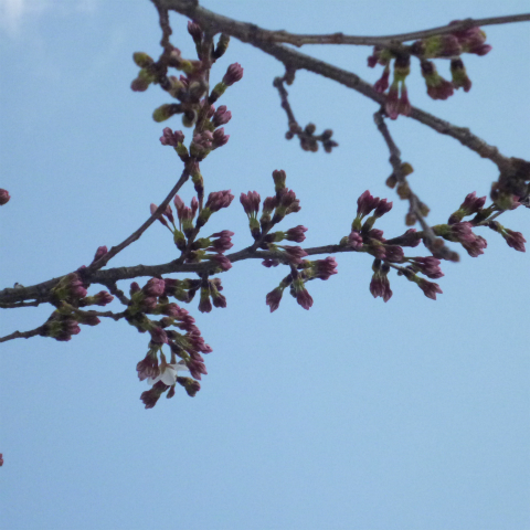s48020160327西太子堂公園の桜 (5)