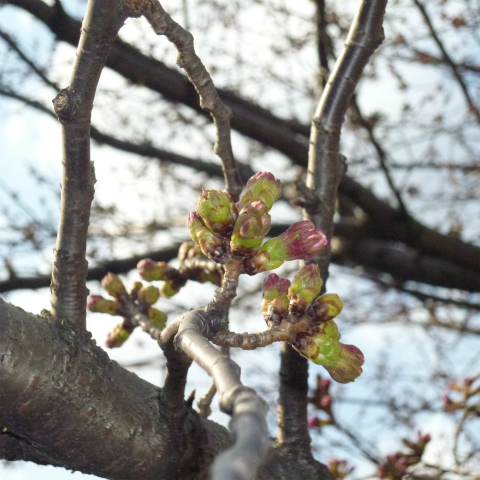 s48020160327西太子堂公園の桜 (15)