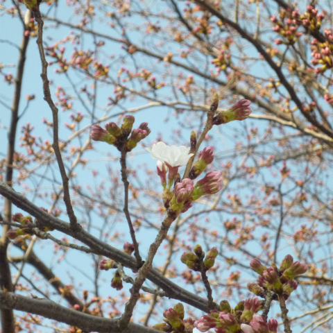 s48020160327西太子堂公園の桜 (11)