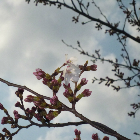 s48020160327西太子堂公園の桜 (13)