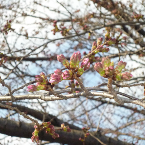s48020160327西太子堂公園の桜 (14)