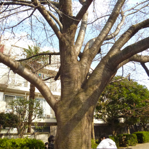 s48020160327西太子堂公園桜全景 (4)