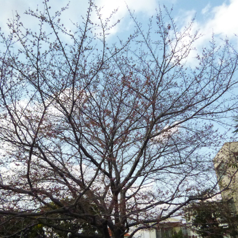 s48020160327西太子堂公園桜全景 (3)