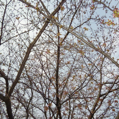 20160328西太子堂公園の桜 (3)