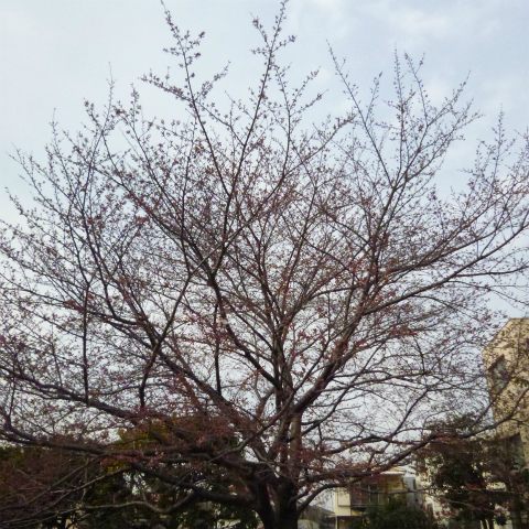 20160328西太子堂公園の桜