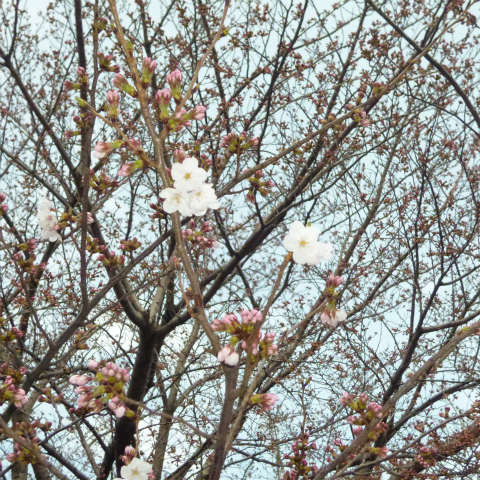 20160328西太子堂公園の桜 (8)