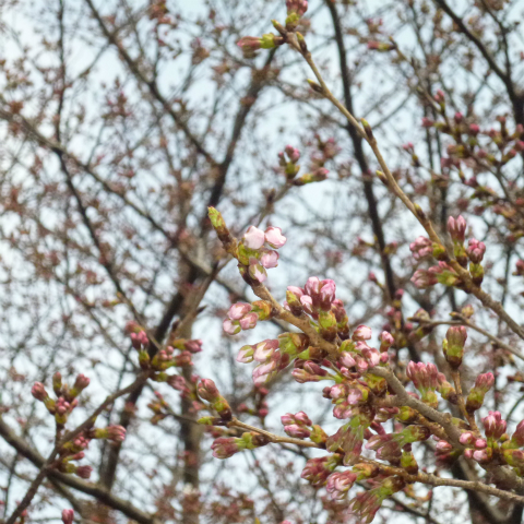 20160328西太子堂公園の桜 (6)
