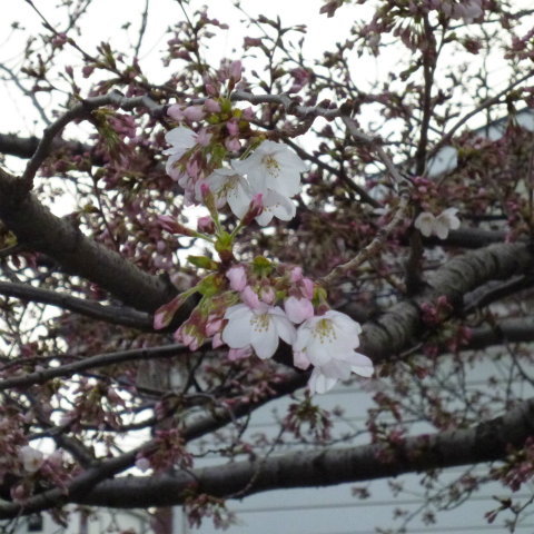 20160329西太子堂公園桜 (4)