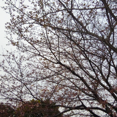 20160329西太子堂公園桜 (10)