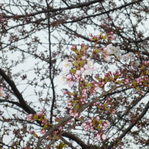 20160329西太子堂公園桜 (17)