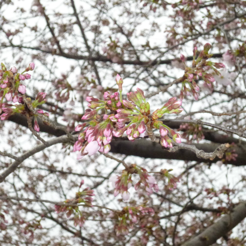 s48020130330西太子堂公園桜 (3)