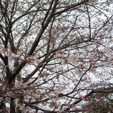 s48020130330西太子堂公園桜 (2)