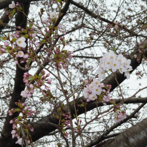 s48020130330西太子堂公園桜 (5)