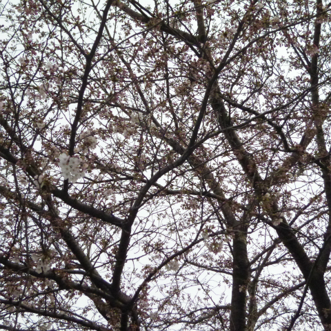 s48020130330西太子堂公園桜 (6)
