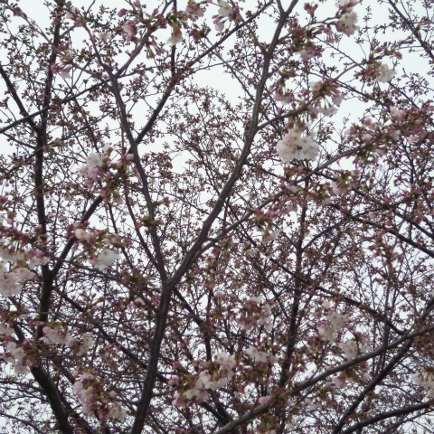 s48020130330西太子堂公園桜 (10)