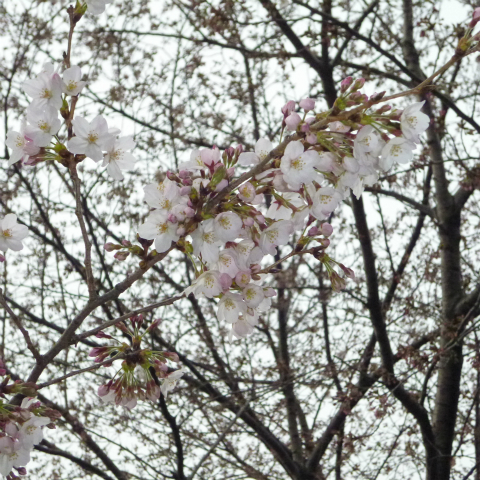 s48020130330西太子堂公園桜 (11)