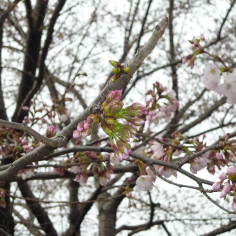 s48020130330西太子堂公園桜 (12)