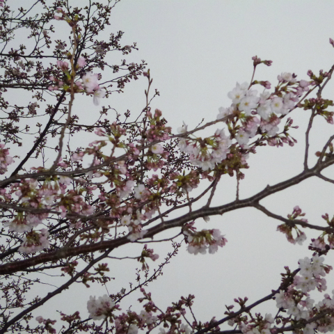 s48020130330西太子堂公園桜 (18)