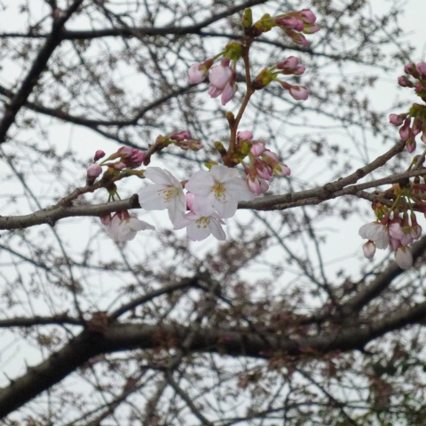 s48020130330西太子堂公園桜 (14)