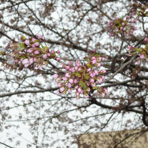 s48020130330西太子堂公園桜 (19)