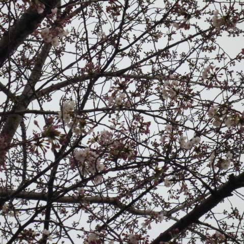 s48020130330西太子堂公園桜 (20)