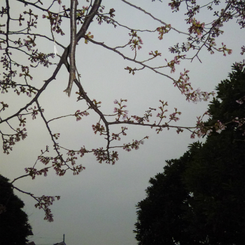 s48020130330西太子堂公園桜 (21)