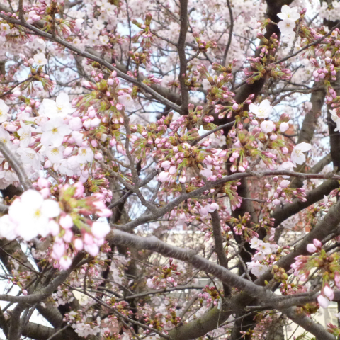 s48020160331西太子堂公園桜 (22)