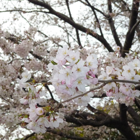s48020160331西太子堂公園桜 (9)