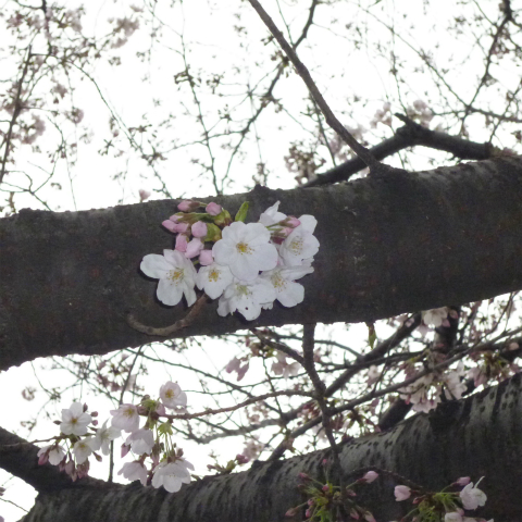 s48020160331西太子堂公園桜 (17)