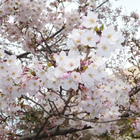 s48020160331西太子堂公園桜 (11)
