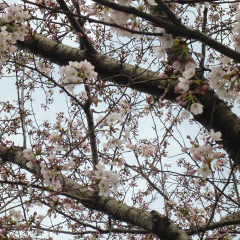 s48020160331西太子堂公園桜 (18)