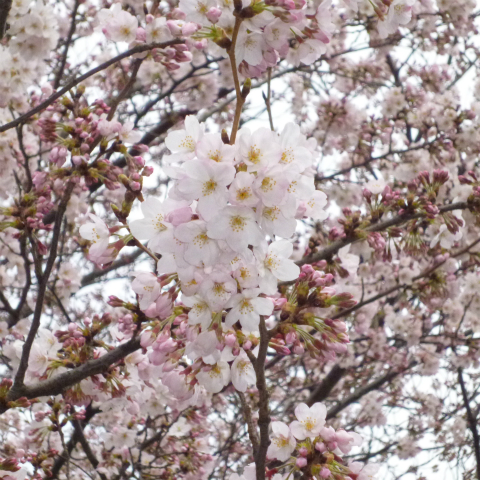 s48020160331西太子堂公園桜 (23)