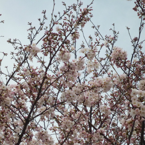 s48020160331西太子堂公園桜 (20)
