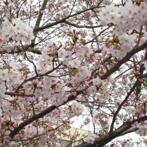 s48020160331西太子堂公園桜 (19)